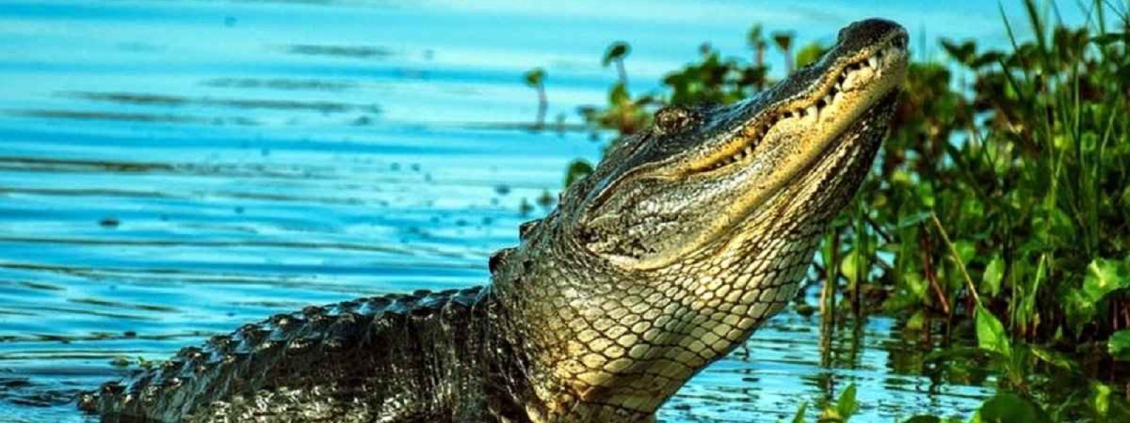 Crocodile Park